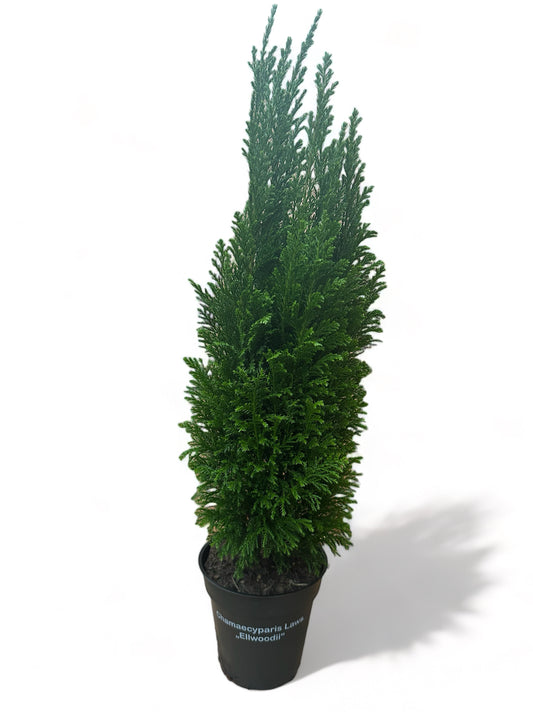 Χαμαικυπάρισσος Chamaecyparis ellwoodii