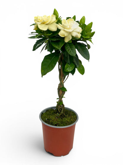 Γαρδένια πλεκτός κορμός (Gardenia jasminoides) Φ13εκ.