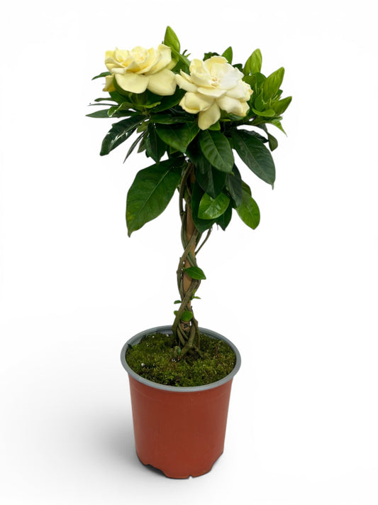 Γαρδένια πλεκτός κορμός (Gardenia jasminoides) Φ13εκ.