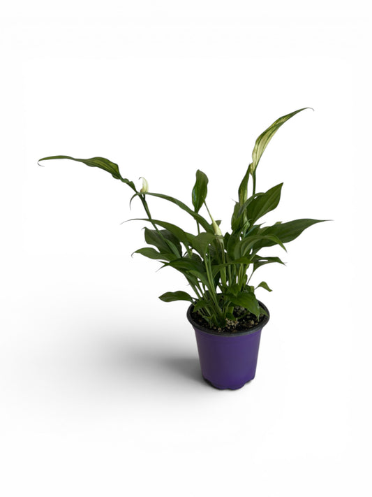 Σπαθίφυλλο Φ8εκ.