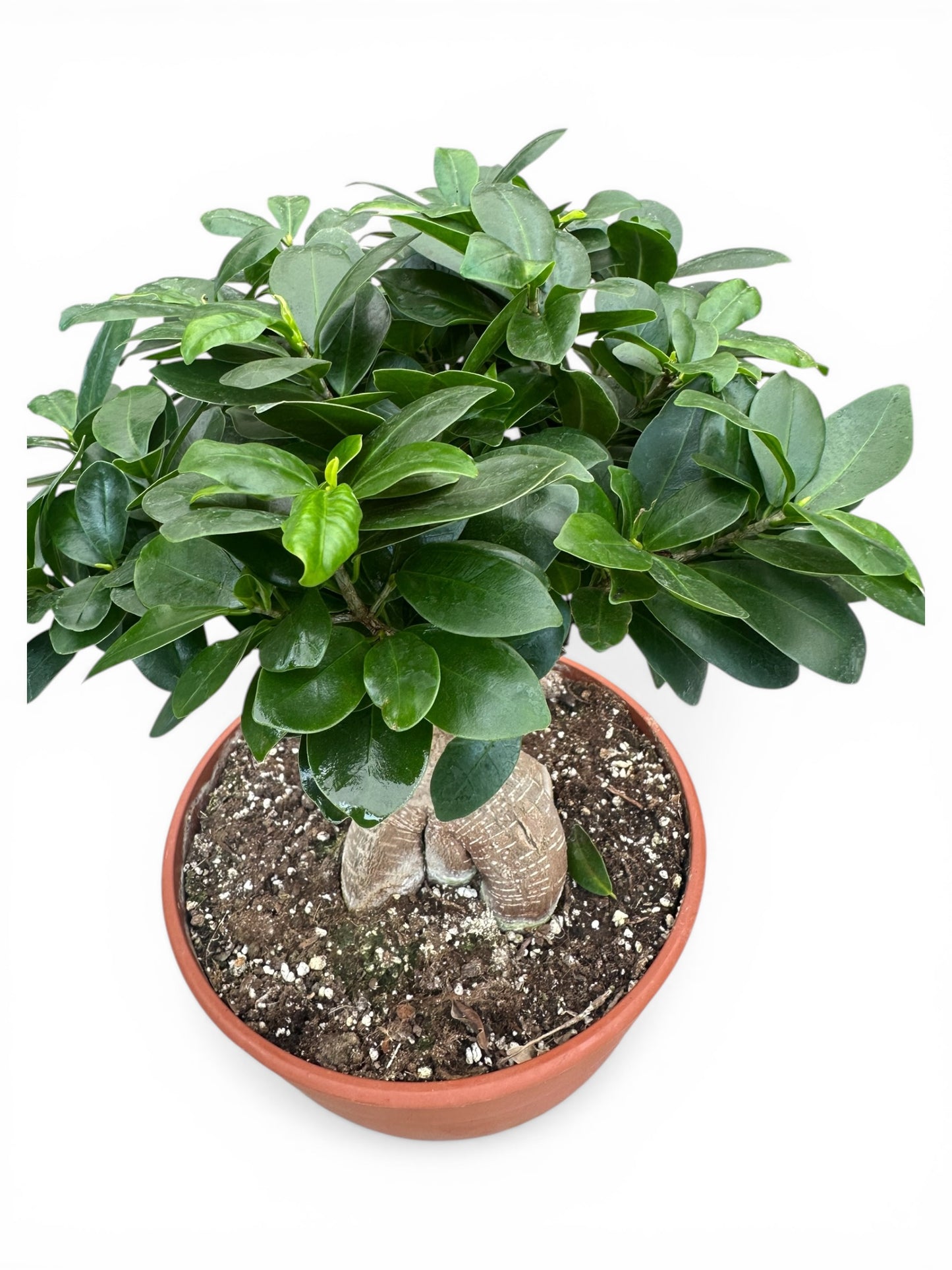 Μπονσάι φίκος – Ficus microcarpa Ginseng bonsai Φ26εκ.