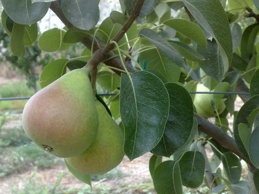 Αχλαδιά Κοντούλα