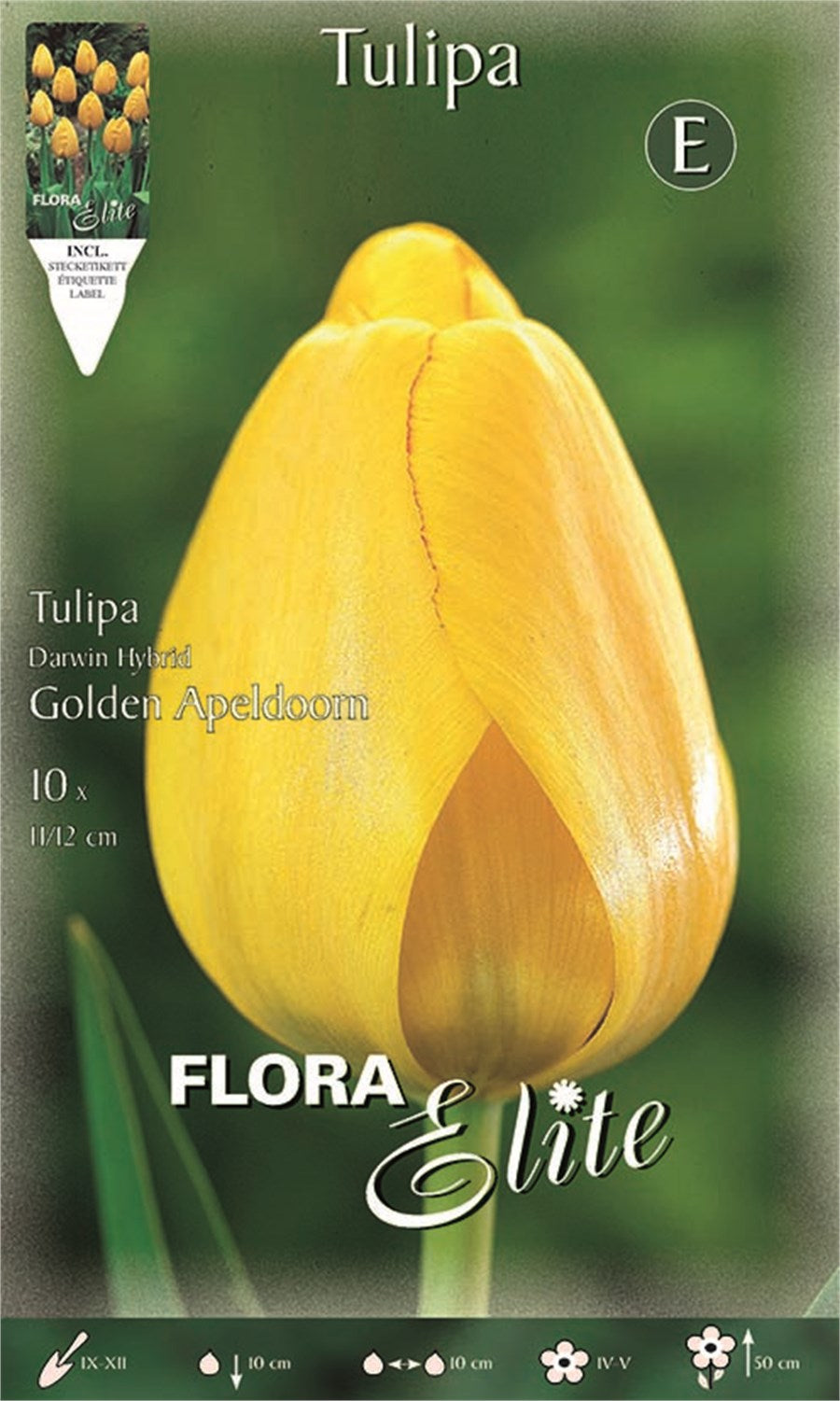 Τουλίπα Golden Apeldoorn (Darwin Hybrid) 221903