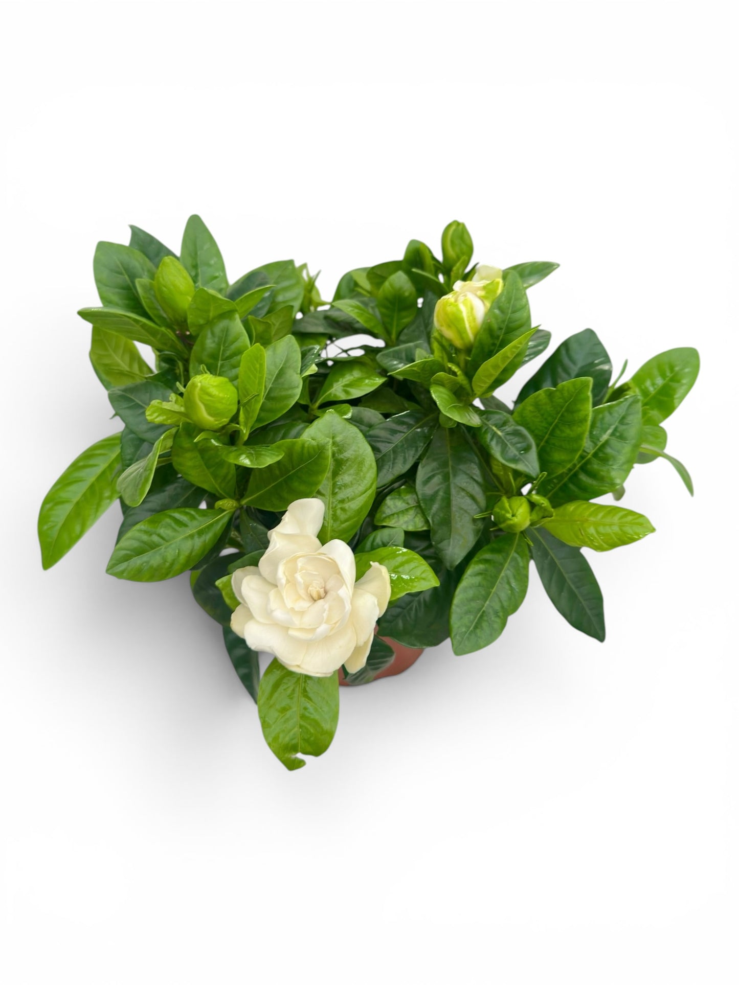 Γαρδένια (Gardenia jasminoides) Φ13εκ.
