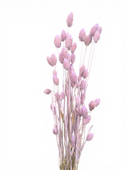 Phalaris 40-50εκ. Αποξηραμένο μπουκέτο λιλά 50τεμ.