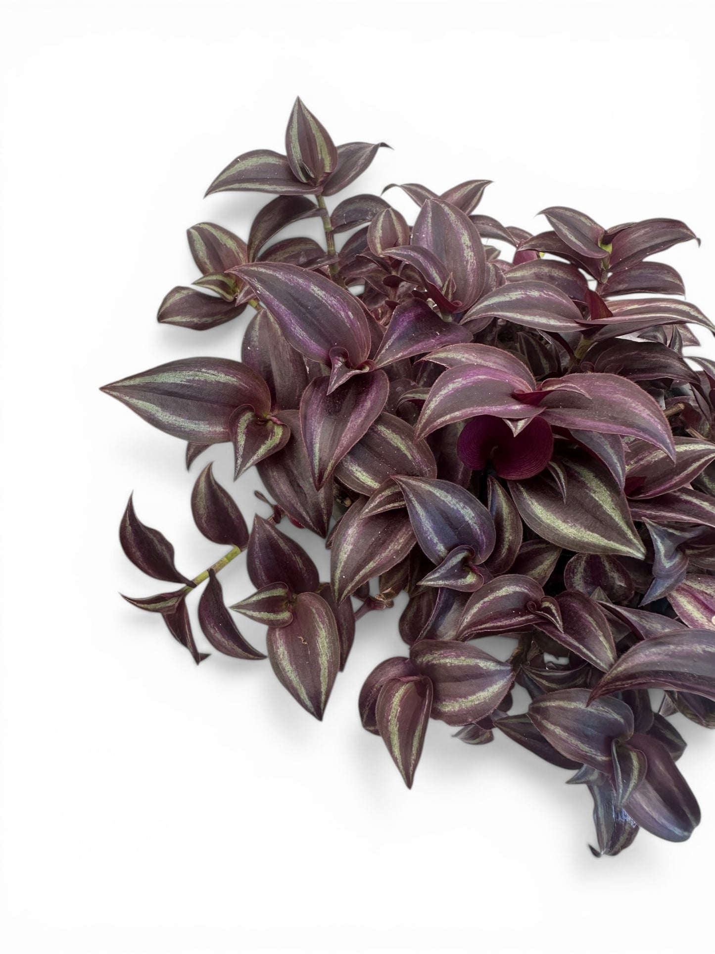 Τηλέγραφος - Τραδεσκάντια ζεμπρίνα (Tradescantia zebrina) Φ17εκ.