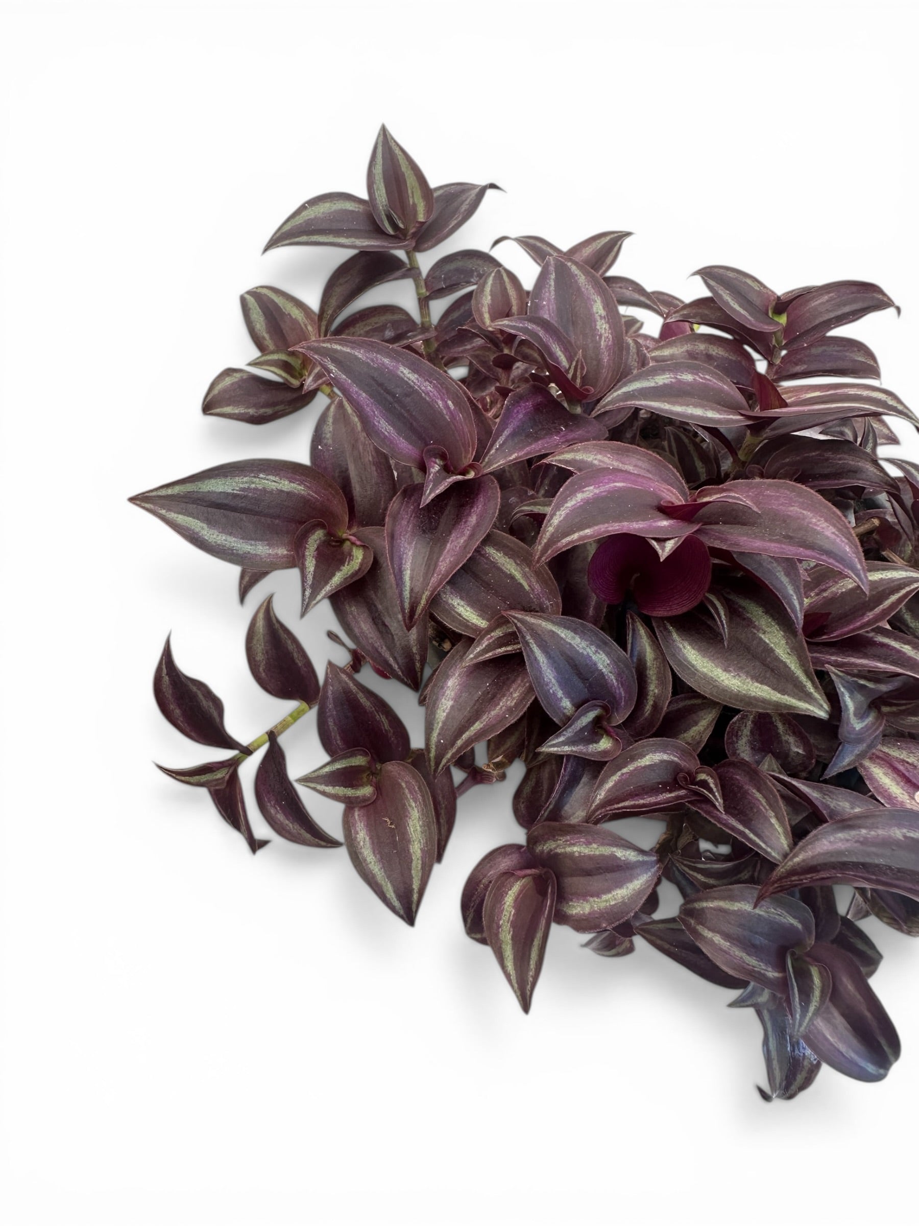 Τηλέγραφος - Τραδεσκάντια ζεμπρίνα (Tradescantia zebrina) Φ17εκ.
