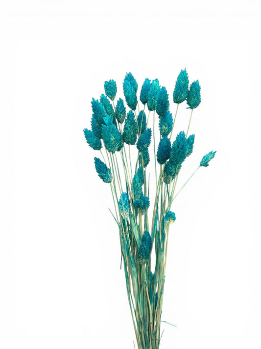 Phalaris 50-60εκ. Αποξηραμένο μπουκέτο μπλε 50τεμ.