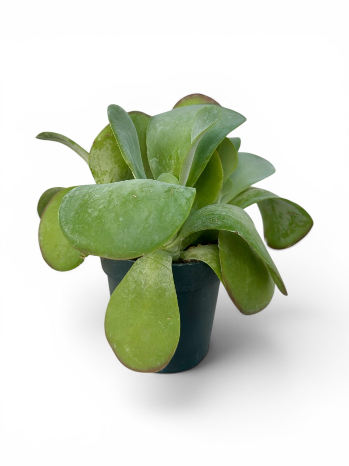 Παχύφυτο Καλαγχόη - Kalanchoe thyrsiflora Φ12