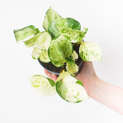 Πόθος – Epipremnum aureum “Happy Leaf”