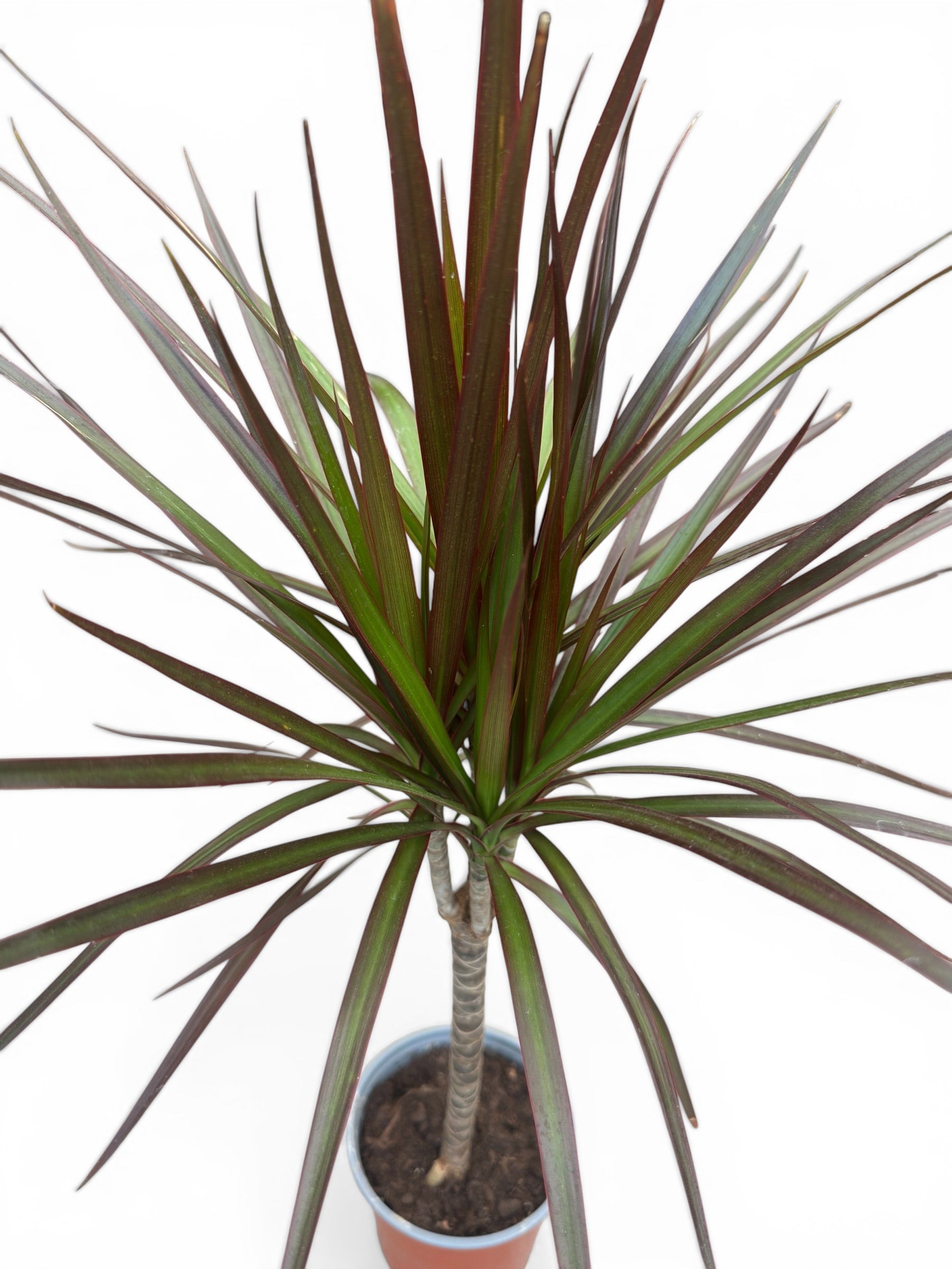 Δράκαινα Μαρτζινάτα - Dracaena marginata Φ13εκ.