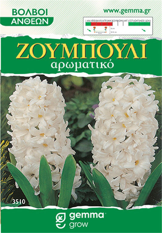 Ζουμπούλι λεύκο (Hyacinthus orientalis) 3510