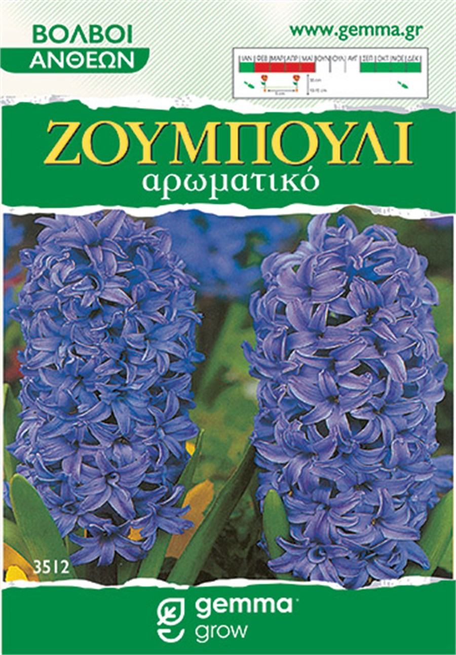 Ζουμπούλι μωβ - Blue Jacket (Hyacinthus orientalis) 3512