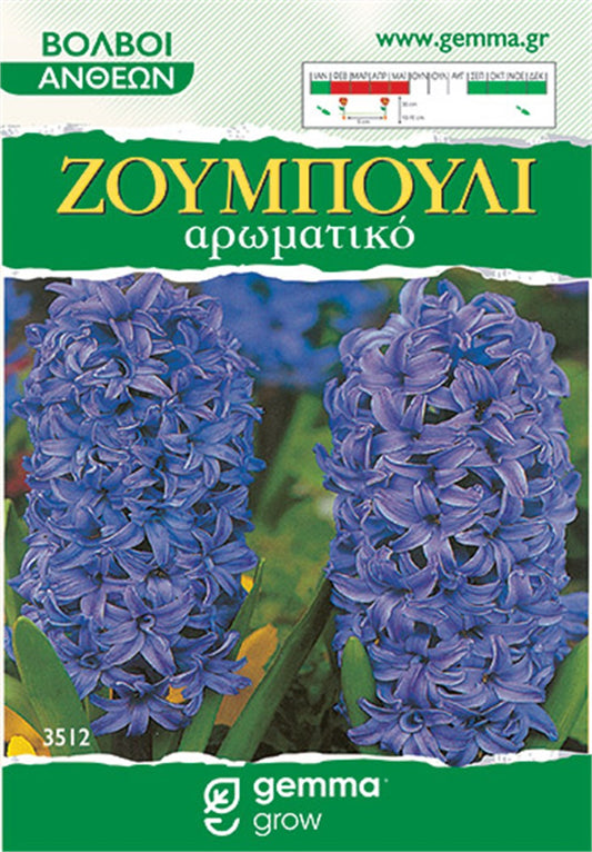 Ζουμπούλι μωβ - Blue Jacket (Hyacinthus orientalis) 3512