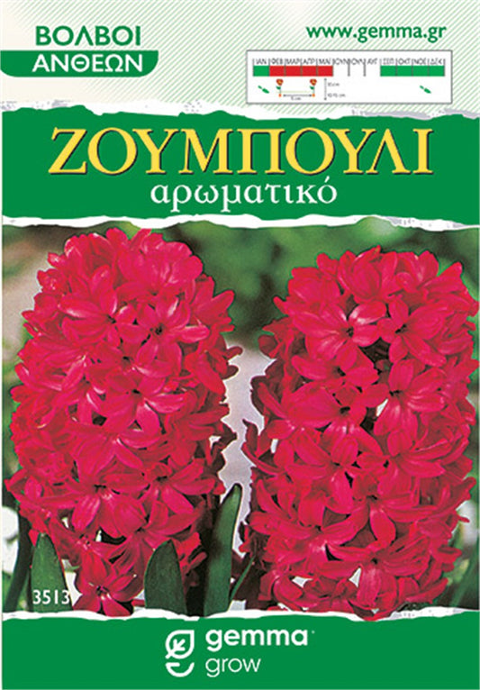 Ζουμπούλι κόκκινο (Hyacinthus orientalis) 3513
