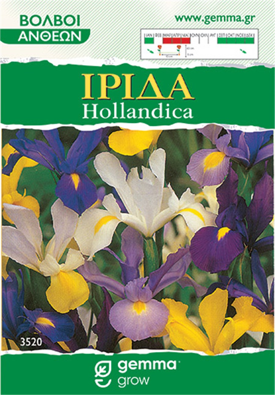 Ίριδα hollandica μίγμα (Dutch Iris Mix) 3520