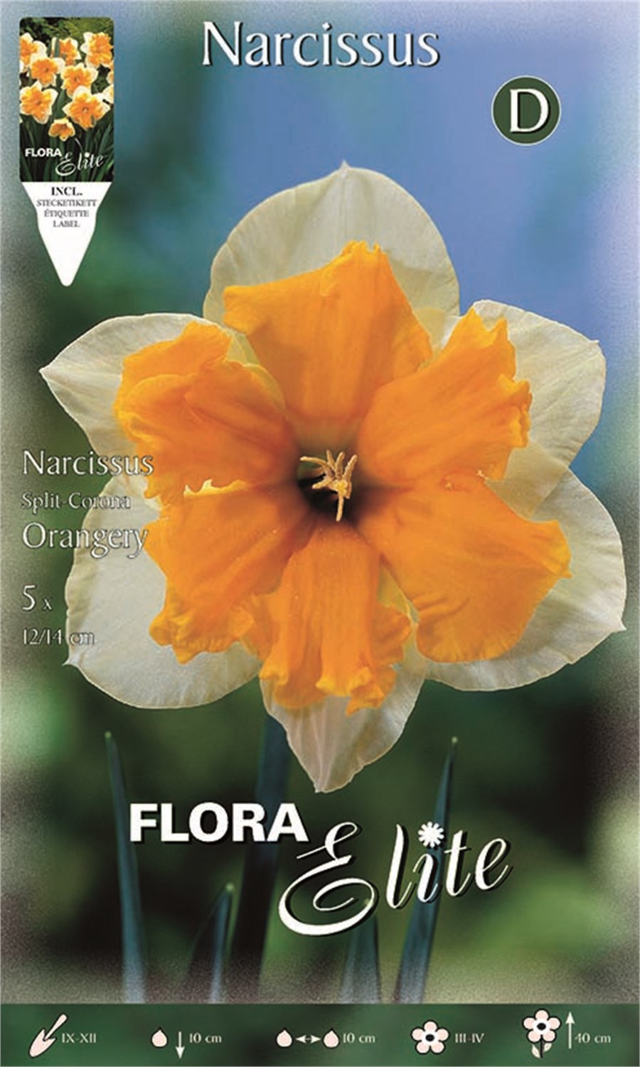 Νάρκισσος Split Orangerie (Split-Corona) 359804