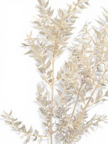 Ruscus αποξηραμένο μπουκέτο λευκό 60εκ. 3τεμ.
