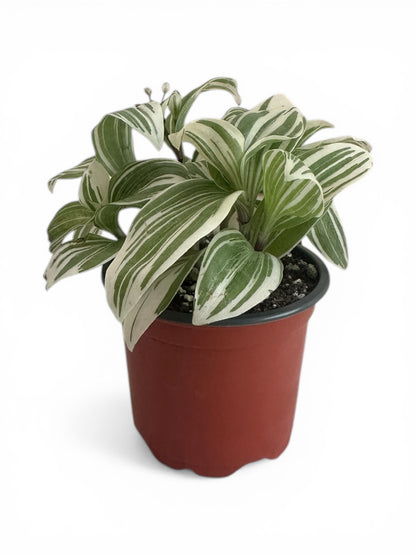Τηλέγραφος λευκος – Tradescantia Φ9εκ.