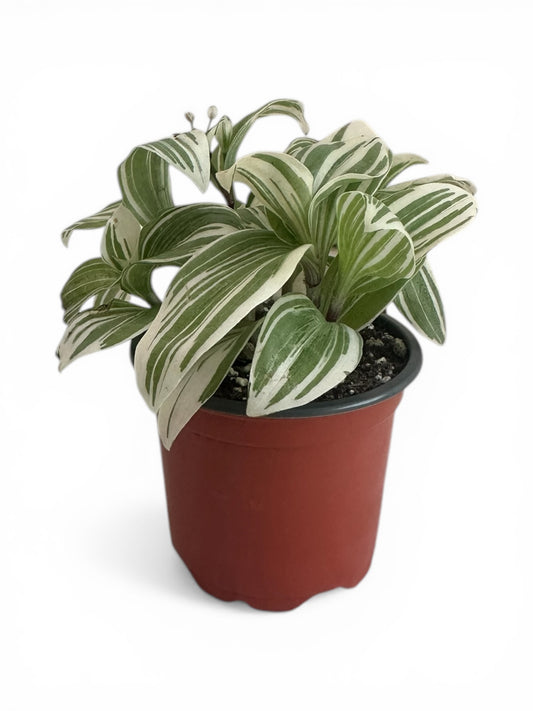 Τηλέγραφος λευκος  – Tradescantia Φ9εκ.