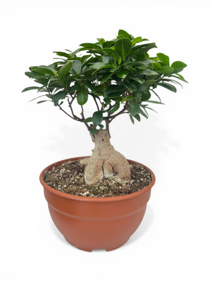 Μπονσάι φίκος – Ficus microcarpa Ginseng bonsai Φ26εκ.