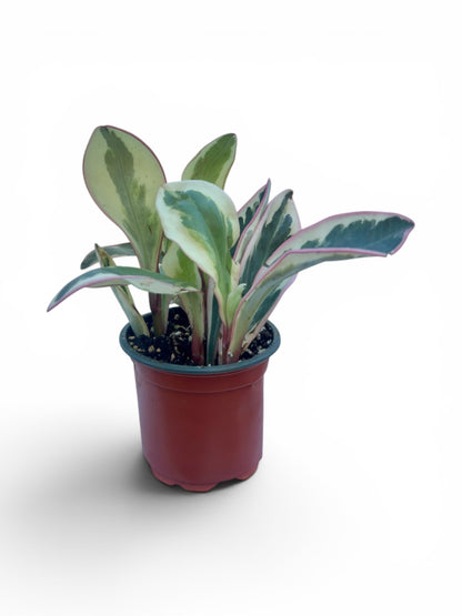 Peperomia clusiifolia variegata Φ9εκ.