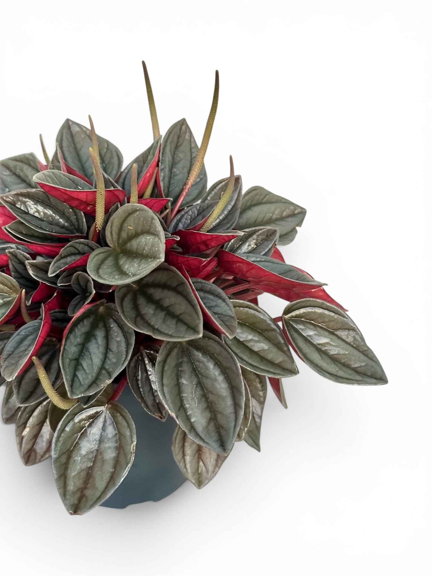 Peperomia punto grigio Φ12εκ.