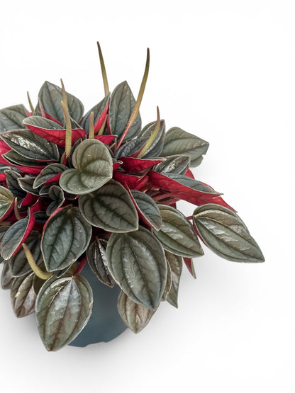 Peperomia punto grigio Φ12εκ.