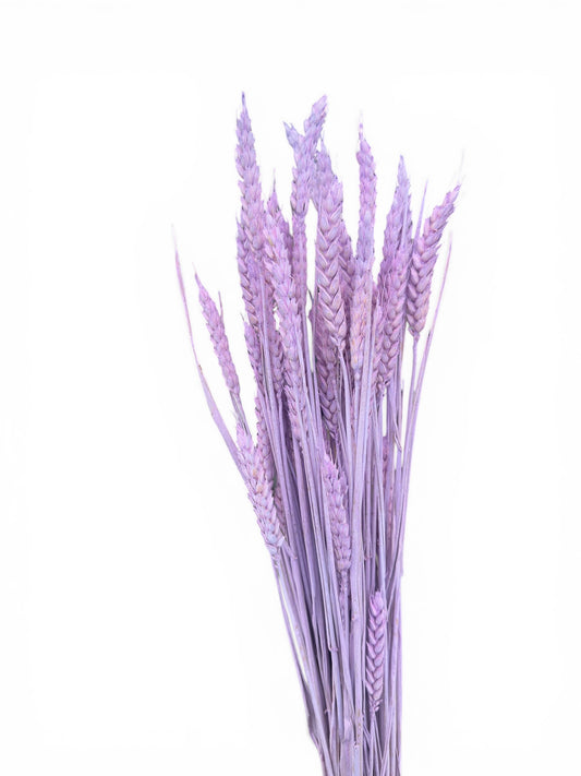 Στάχυα Αποξηραμένο μπουκέτο λιλά 50-60εκ. 50τεμ