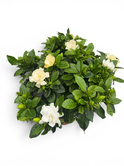 Γαρδένια (Gardenia jasminoides) Φ19εκ.