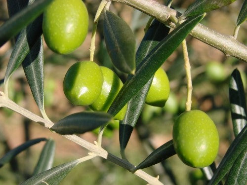 Ελιά χαλκιδικής