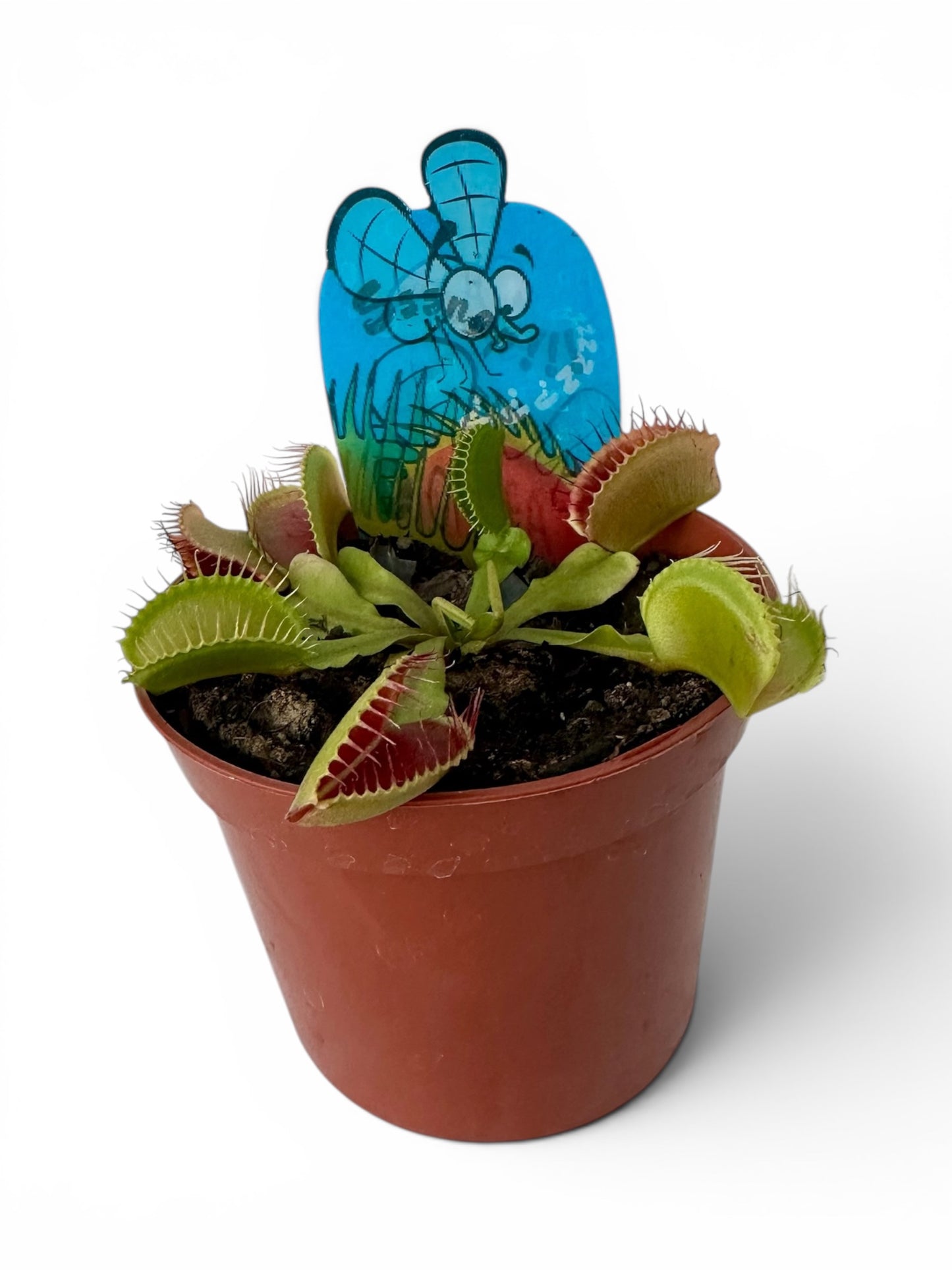 Σαρκοφάγο - Dionaea Φ9εκ.