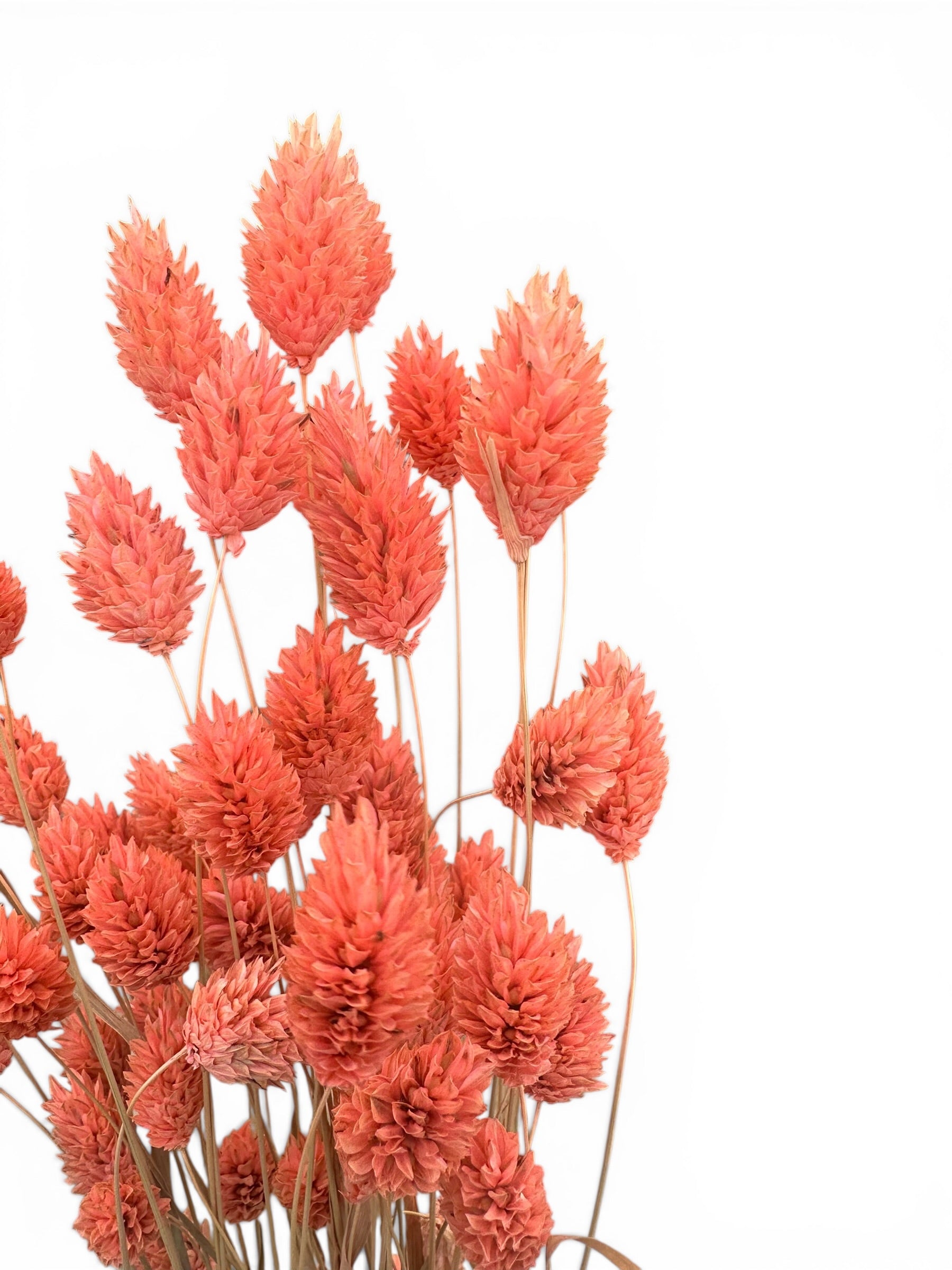 Phalaris 40-50εκ. Αποξηραμένο μπουκέτο Ροδακινί 50τεμ.