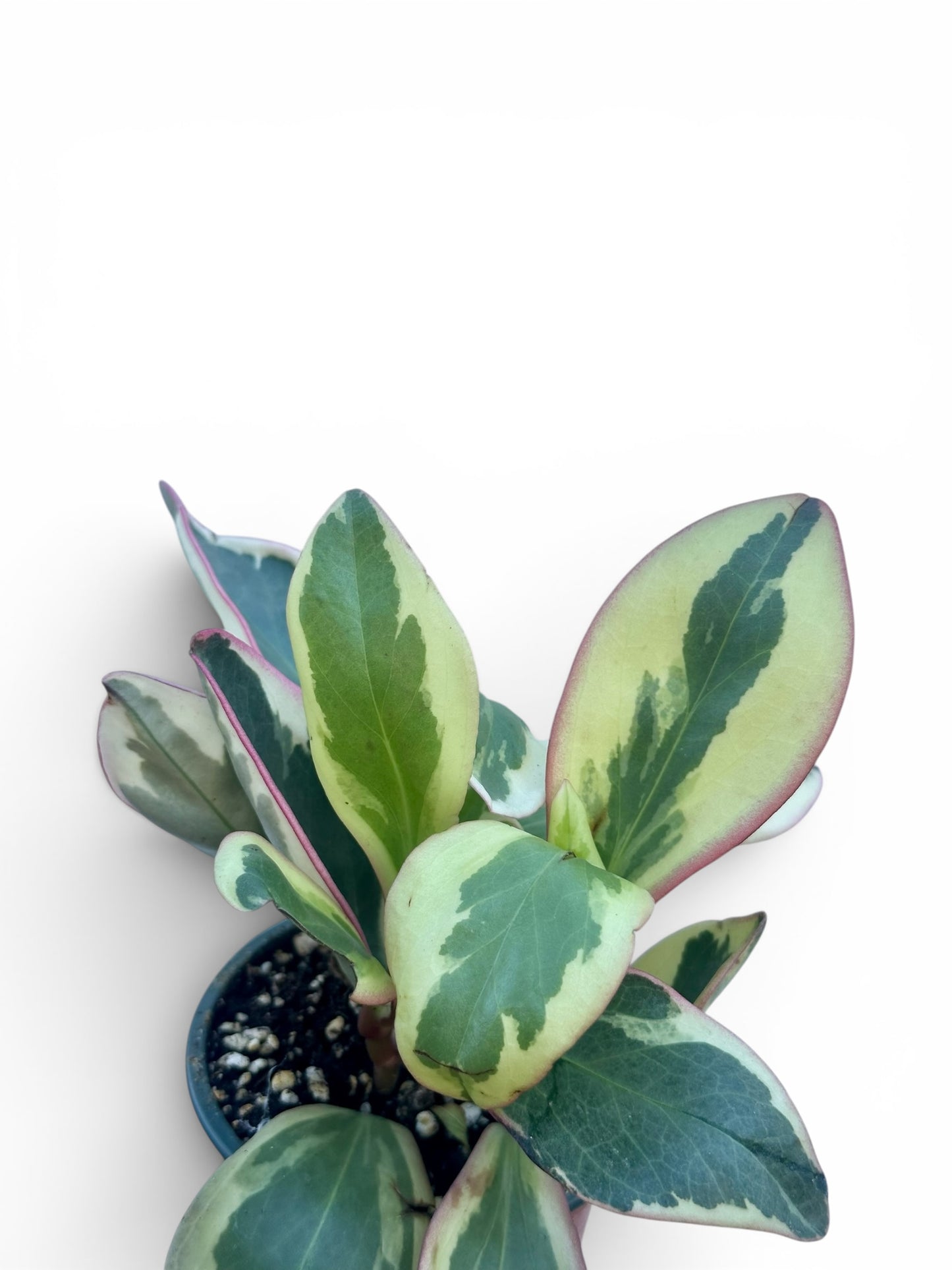 Peperomia clusiifolia variegata Φ9εκ.