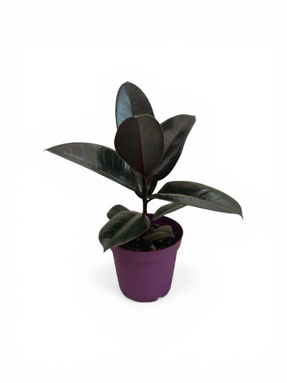 Φίκος Ficus elastica Φ15εκ.