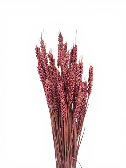 Στάχυα Αποξηραμένο μπουκέτο μπορντό 50-60εκ. 50τεμ