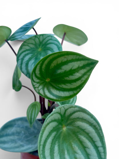 Peperomia argyreia Φ9εκ.