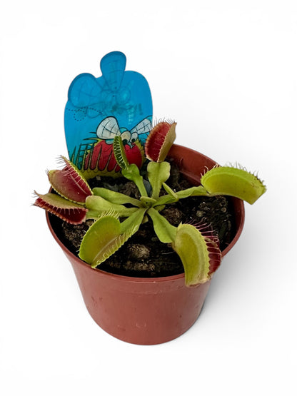 Σαρκοφάγο - Dionaea Φ9εκ.
