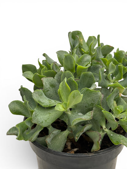 Παχύφυτο Κρασούλα - Crassula arborescens undulatifolia 'Curly' Φ17εκ.