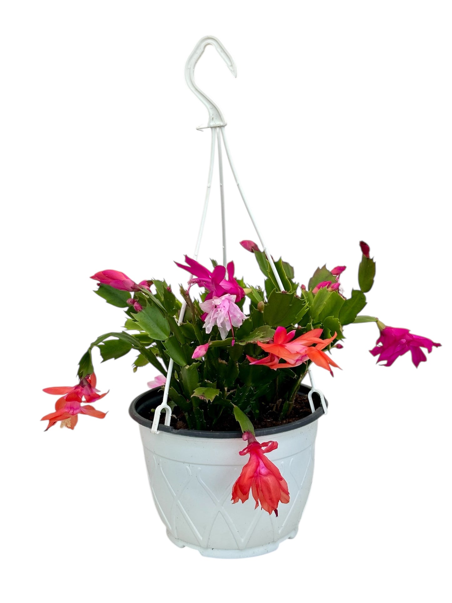 Παχύφυτο Επίφυλλο Schlumbergera (Κάκτος Χριστουγέννων) 3 φυτά τυχαίο χρώμα Φ19εκ.