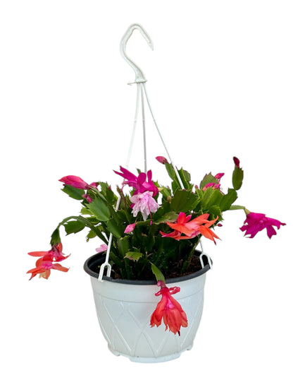 Παχύφυτο Επίφυλλο Schlumbergera (Κάκτος Χριστουγέννων) 3 φυτά τυχαίο χρώμα Φ19εκ.