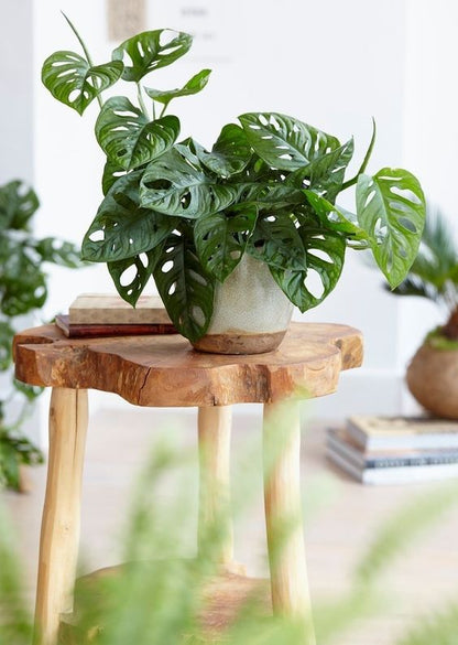 Monstera Monkey Leaf