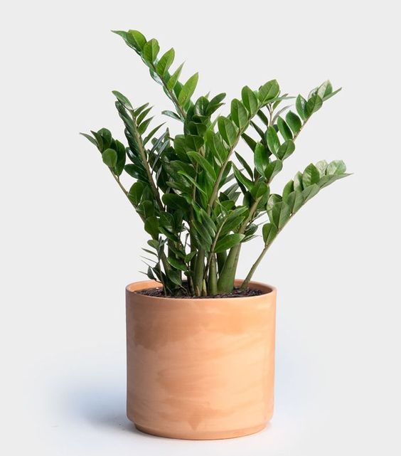 Ζάμια – Zamioculcas zamiifolia