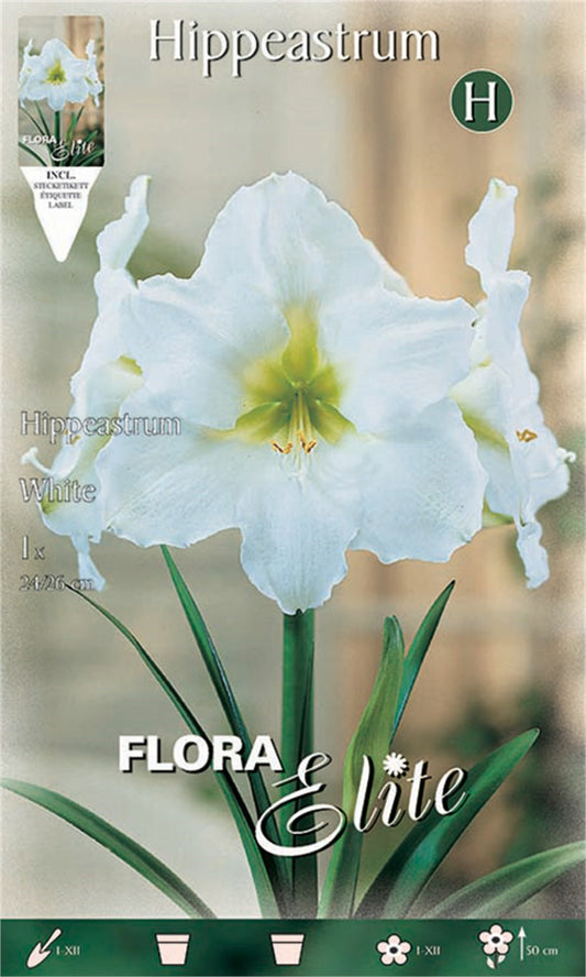 Αμαρυλλίδα Λευκή - Hippeastrum hybrid 693007