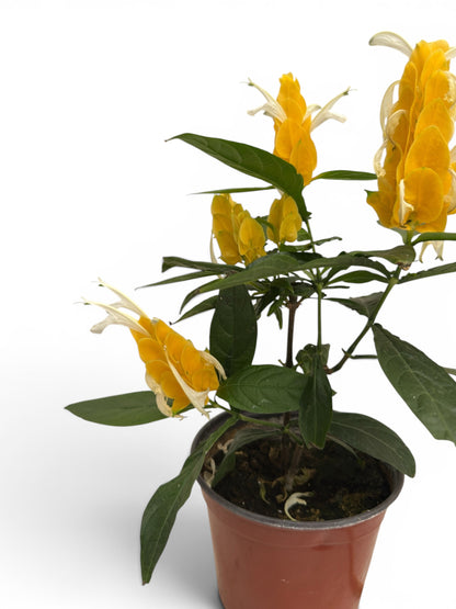 Γαριδάκι κίτρινο- pachystachys lutea (lollipop) Φ14εκ.