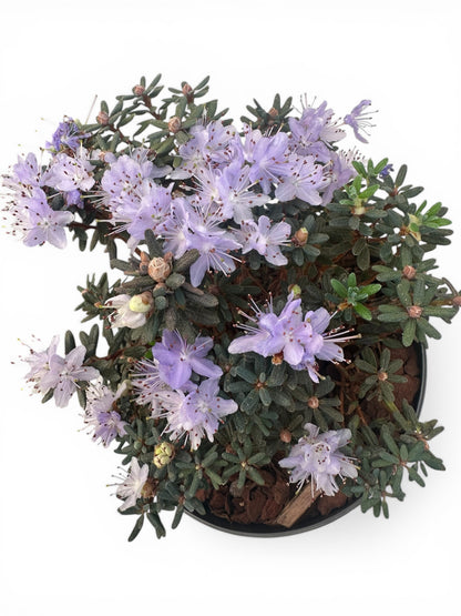 Ροδόδενδρο μωβ - Rhododendron arctic blue Φ17εκ.