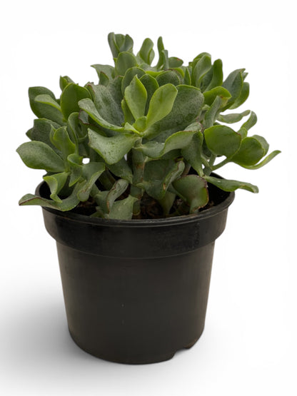 Παχύφυτο Κρασούλα - Crassula arborescens undulatifolia 'Curly' Φ17εκ.