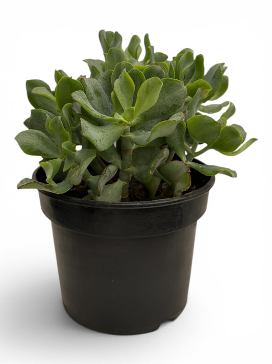 Παχύφυτο Κρασούλα - Crassula arborescens undulatifolia 'Curly' Φ17εκ.