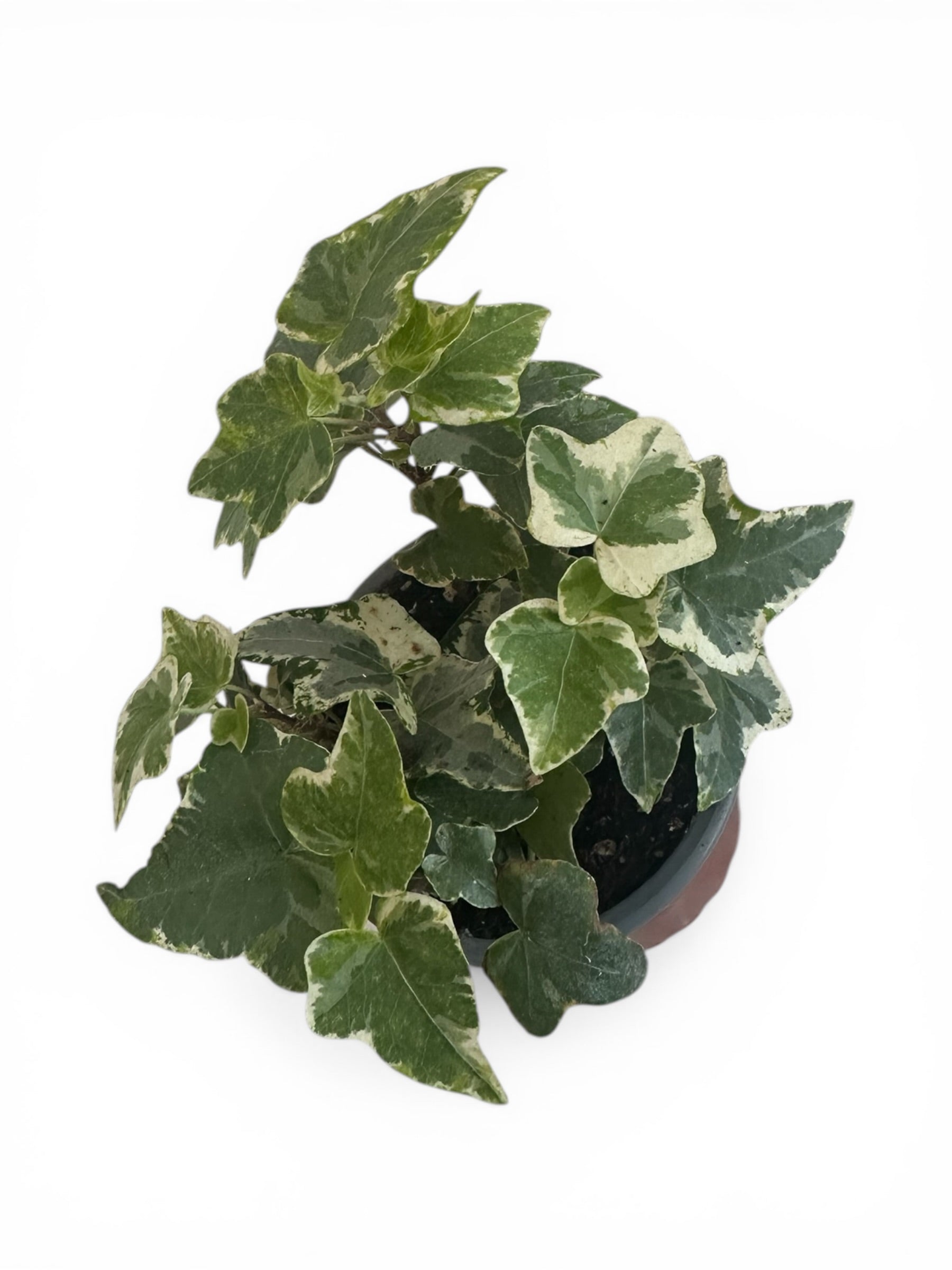 Κισσός Hedera helix 'Goldchild'
