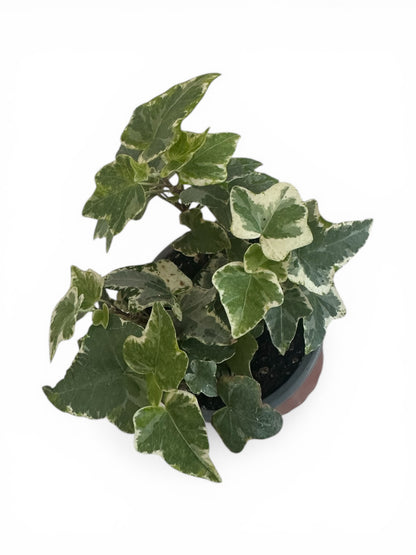 Κισσός Hedera helix 'Goldchild'